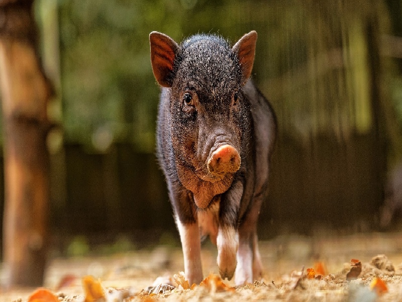 化验试管怎么使用,黄体进周期试管